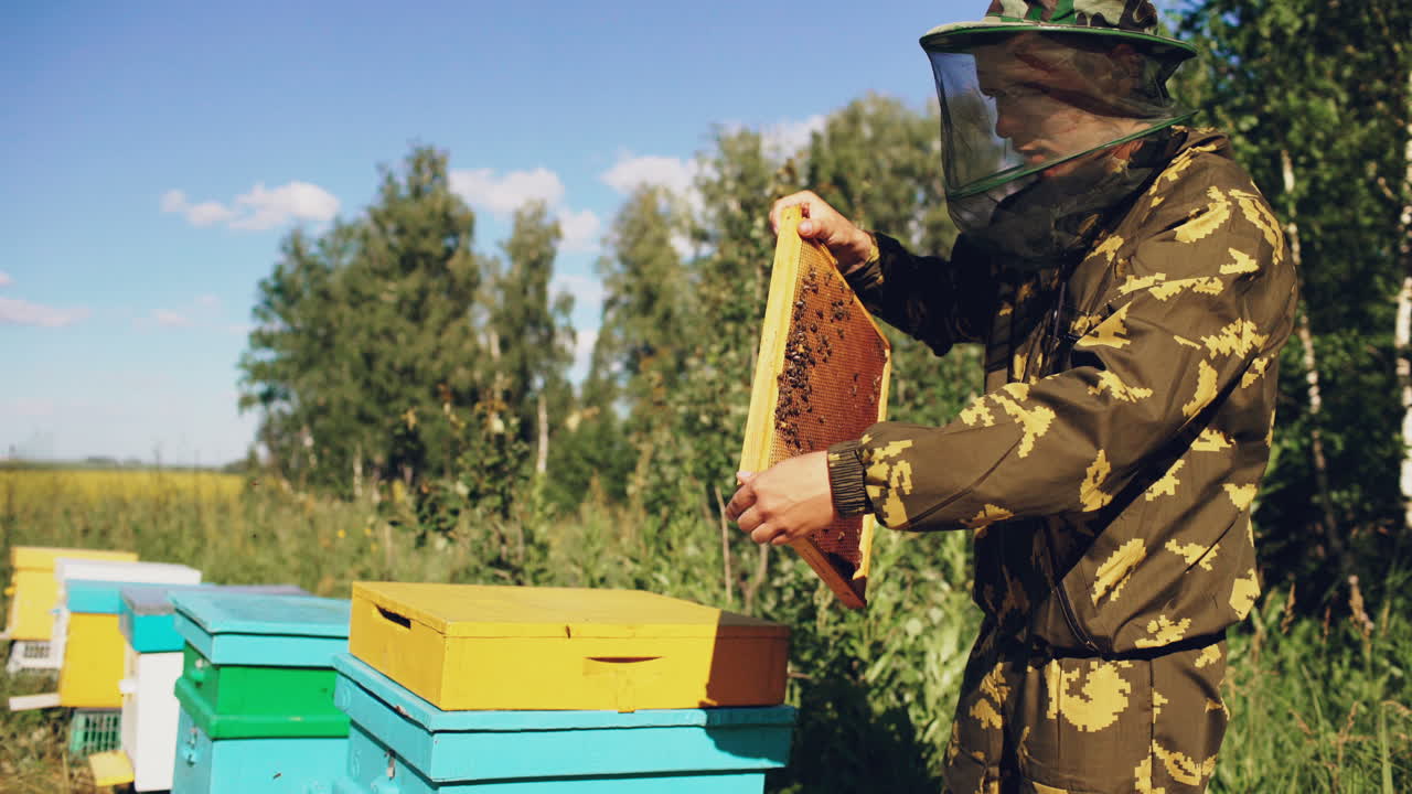 ⁇ 벌 키우는 사람 이  ⁇ 벌 을 점검 하고 있다