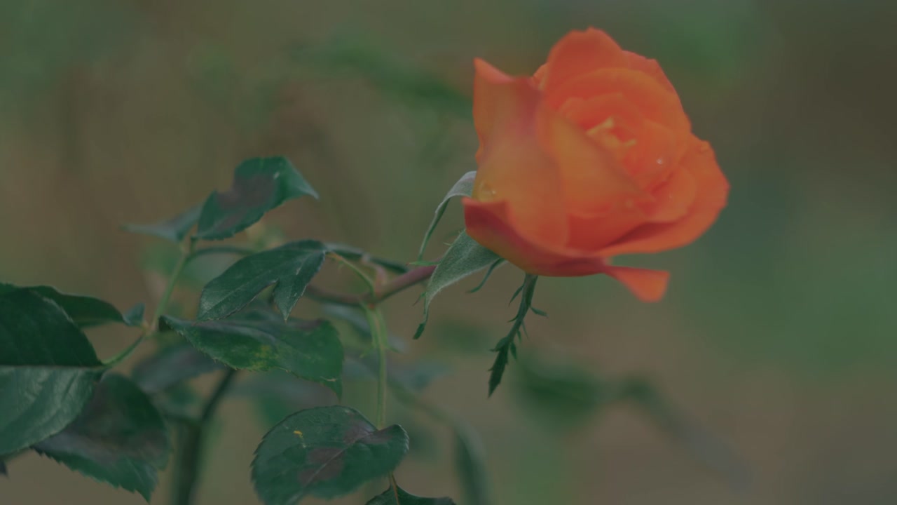 Orange rose swaying in a light breeze