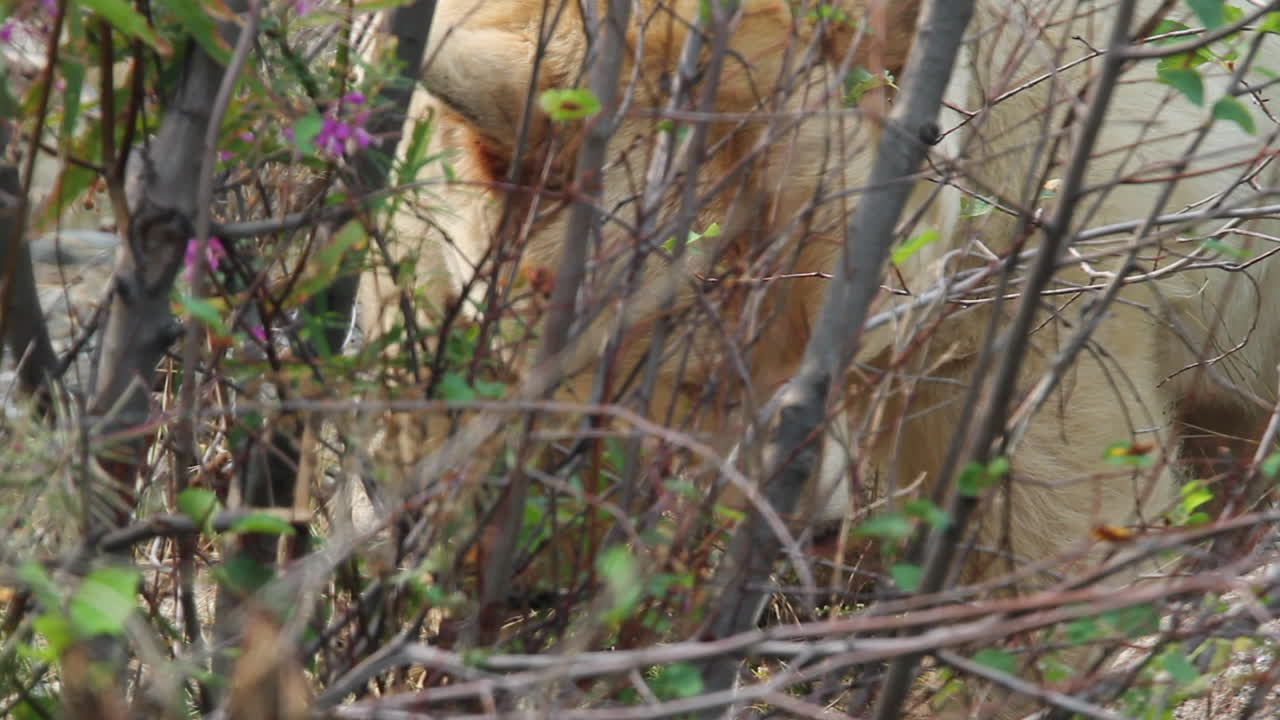 희귀한 흰색 커모드 스피릿 베어가 투시를 통해 먹습니다.