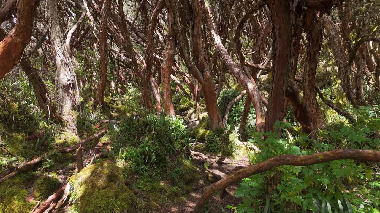 Drone che vola basso e in avanti su un sentiero escursionistico accidentato che si snoda attraverso una fitta foresta montana con alberi verdeggianti e vegetazione selvaggia nel Parco nazionale Cajas, Azuay