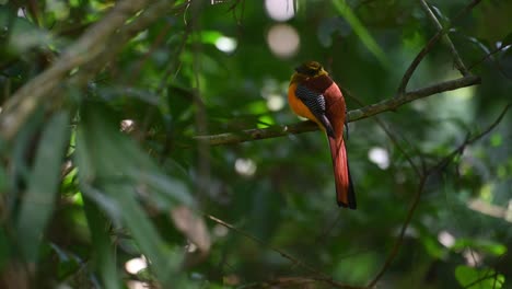 orange-breasted trogon, harpactes oreskios, 4k footage, kaeng krachan national park