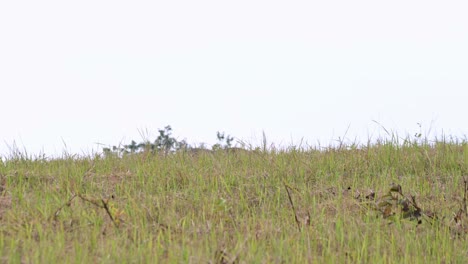 Gesehen,-Wie-Er-Von-Seinem-Rücken-Aus-Den-Hügel-Hinuntergeht,-Indischer-Elefant-Elephas-Maximus-Indicus,-Thailand