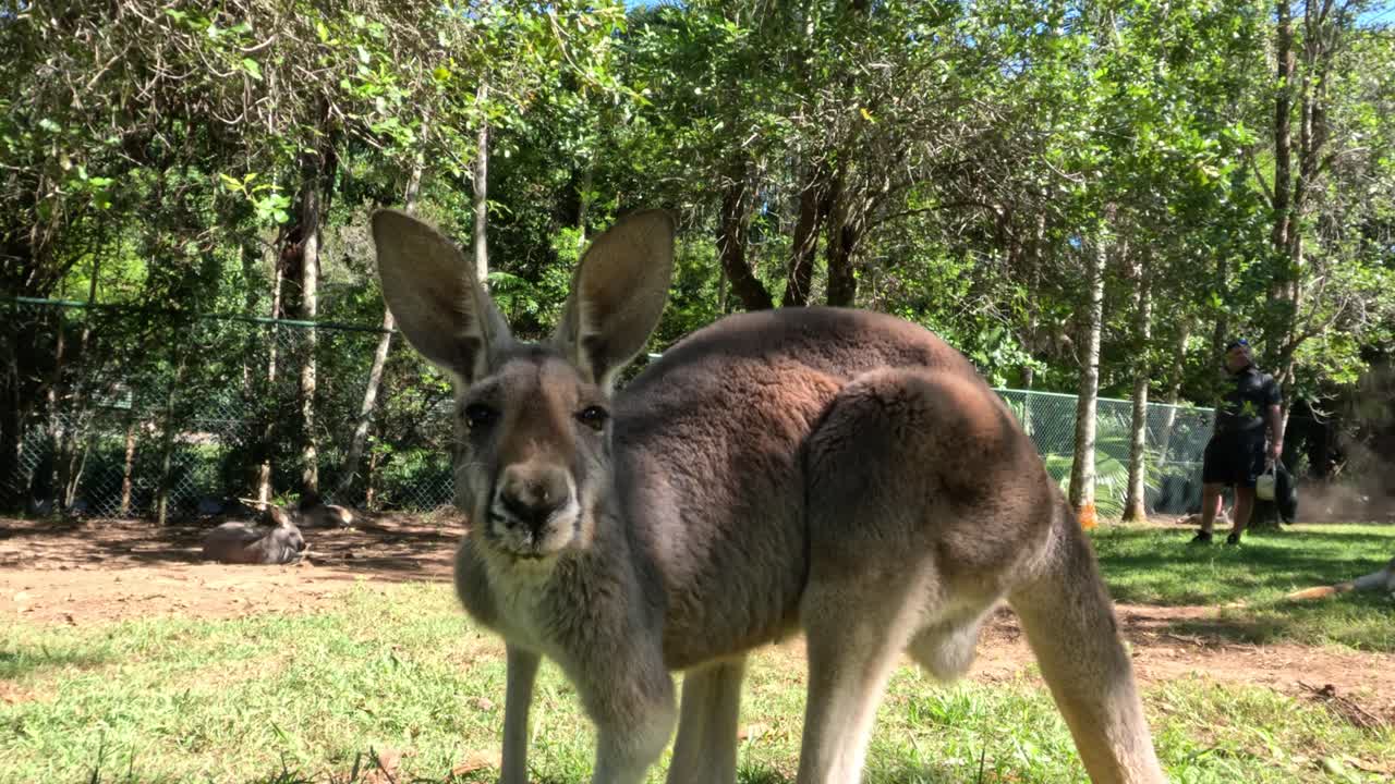 Kangaroo observed in natural habitat at Australia Zoo