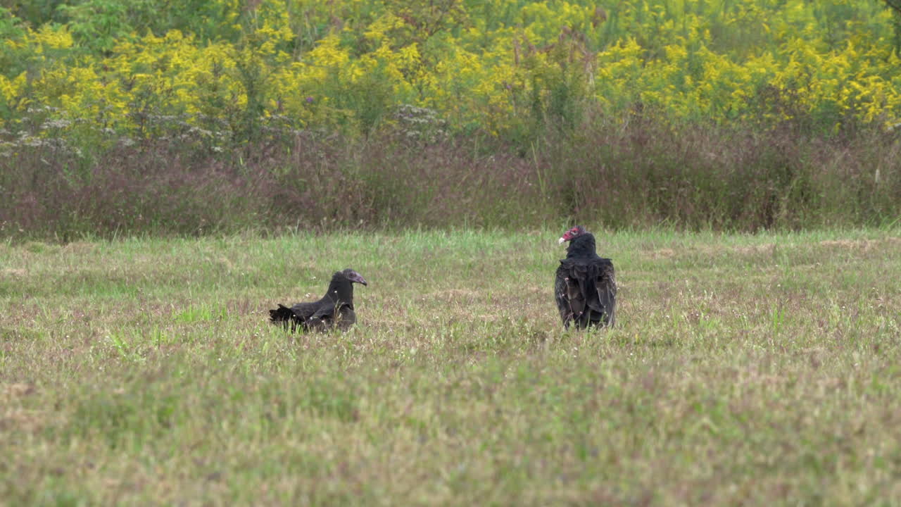 buitres de pavo o buitres de pavo en un campo de hierba en la temporada de otoño en el área de manejo de vida silvestre de middle creek