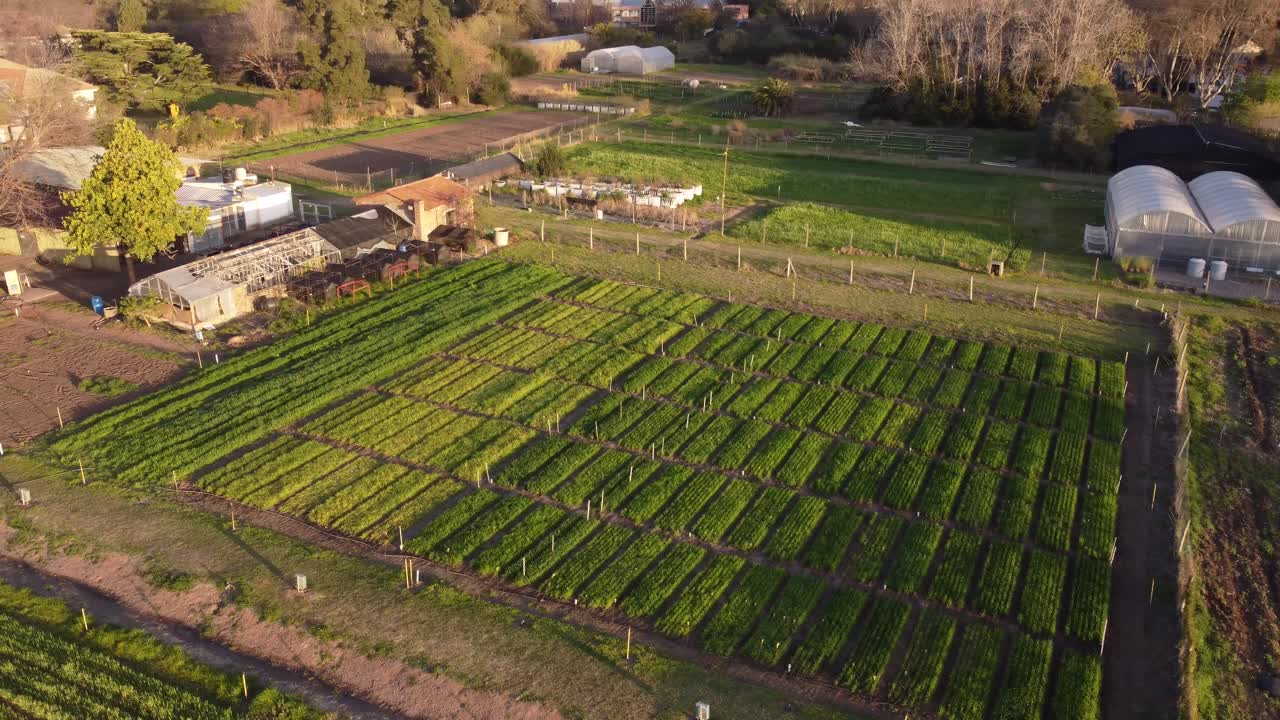 Aerial orbit shot of agricultural vegetabile plot field in countryside near Buenos Aires at sunset
