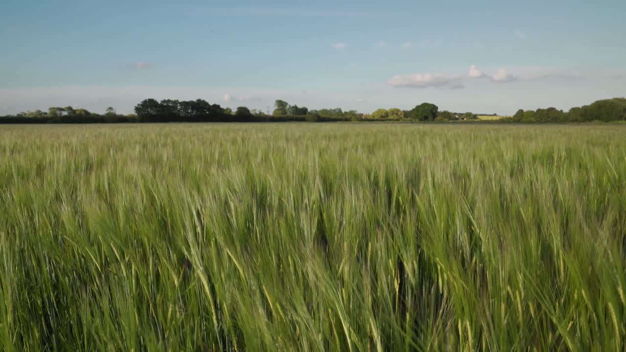 4k tiro de las cosechas soplando en el viento de un día soleado