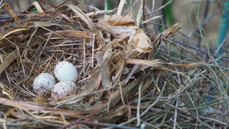 close up of three robin eggs grouped in a nest