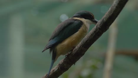 Pájaro-Martín-Pescador-Australiano-Donde-Se-Posan-En-Una-Ramita---Cerrar