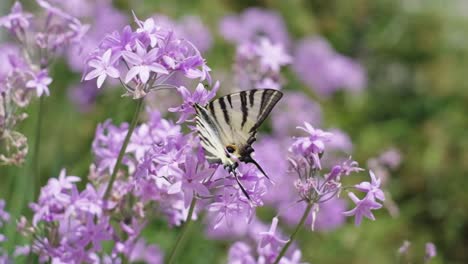 the butterfly flies by collecting nectar from purple flowers in the garden