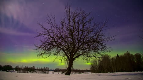 silhouette of leafless tree and glowing colorful northern lights at sky in background - time lapse shot of winter scene at night in scandinavia