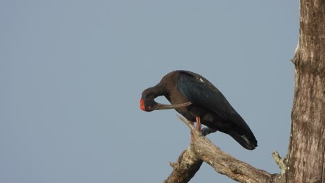 Ibis-De-Nuca-Roja-En-El-área-Del-Estanque---árbol