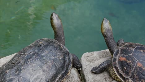 Turtles-in-the-lake-pond