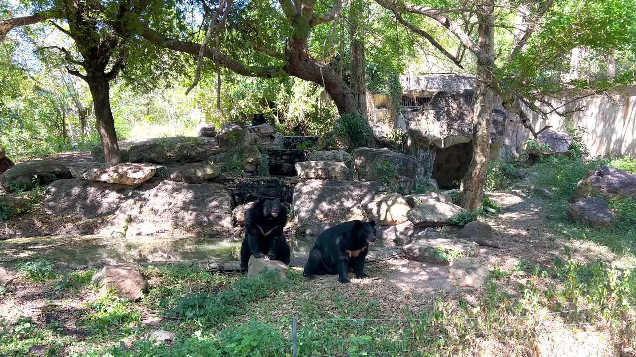 Bear exploring zoo enclosure in Chonburi, Thailand