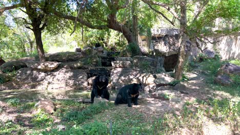 bear exploring zoo enclosure in chonburi, thailand