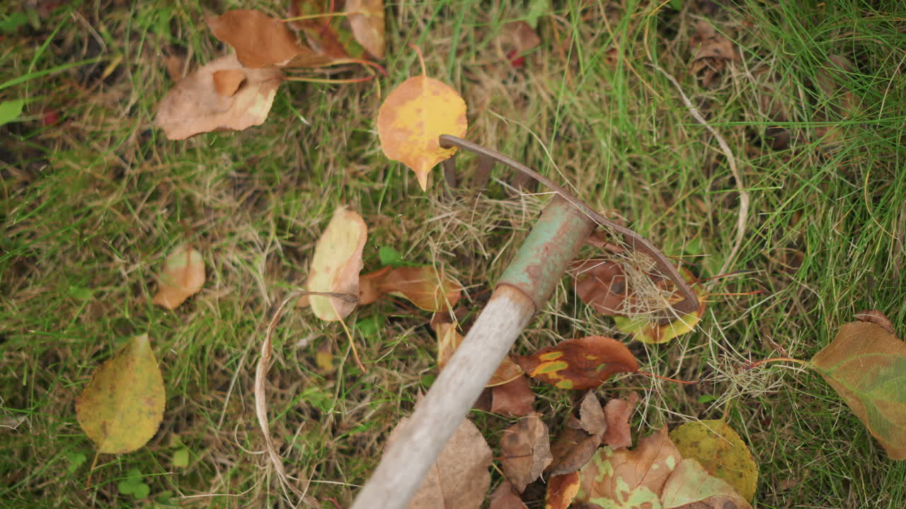 Rusty rake on grass with leaves. Closeup overhead pan showing metal tines and wooden handle among fallen birch leaves, damp lawn texture, seasonal maintenance mood, suitable for gardener scenes
