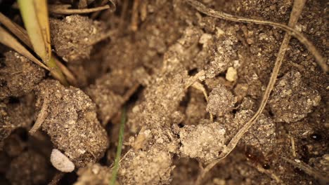 top down view of disturbed fire ant mound - ants burrowing in the broken dirt, white shelled bug comes into view at the bottom