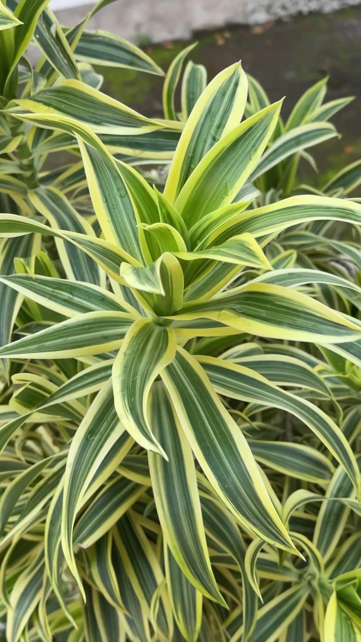 Primo piano di foglie di Dracaena variegata