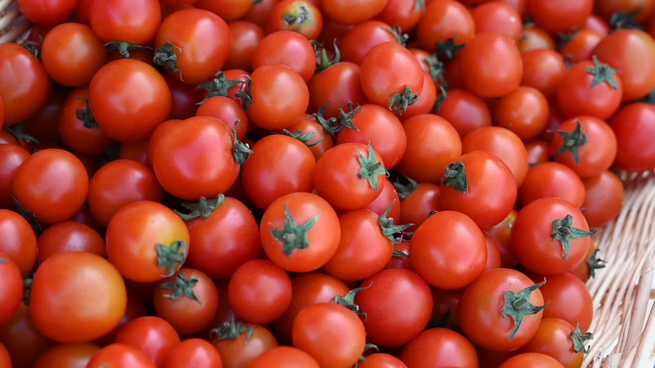 현지에서 재배 된 치리 토마토는 uae의 농업 축제 기간 동안 전시 및 판매에 제공됩니다.