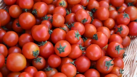 los tomates alegres cultivados localmente se exhiben y se ofrecen para la venta durante el festival de la agricultura en los emiratos árabes unidos