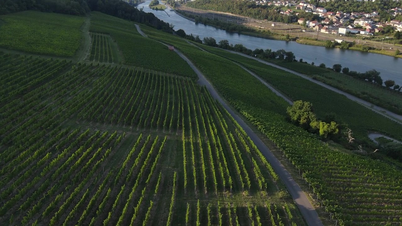 Una vista aerea con drone su filari di viti geometrici che scendono verso il pittoresco fiume Mosella.