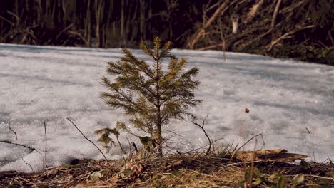 small pine plant moving in the wind with snow in the background