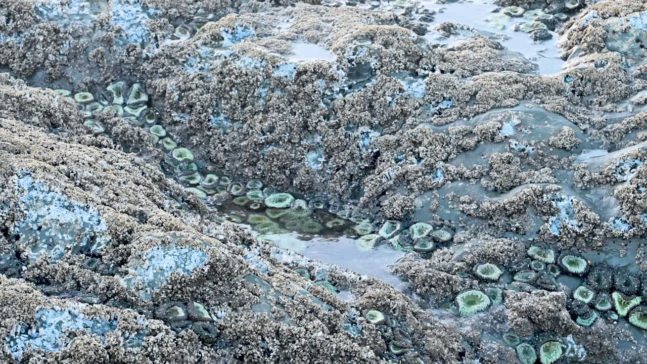 Aerial drone view of tidepool rocks covered in barnacles and sea anemones along a rugged shoreline