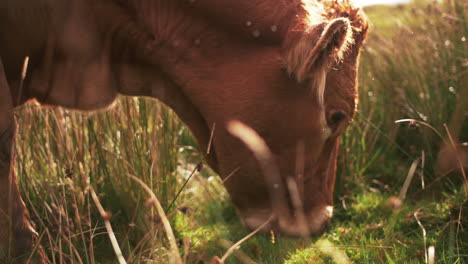 Slow Motion Close Up of a Cow Eating Grass