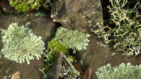 foliose and fruticose lichens and moss grow amid rock scree