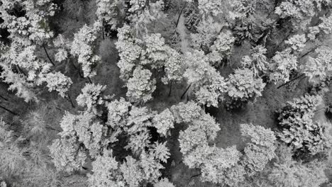 Vista-Aérea-De-Un-Bosque-En-El-Sur-De-Alemania-Durante-Las-Nevadas.