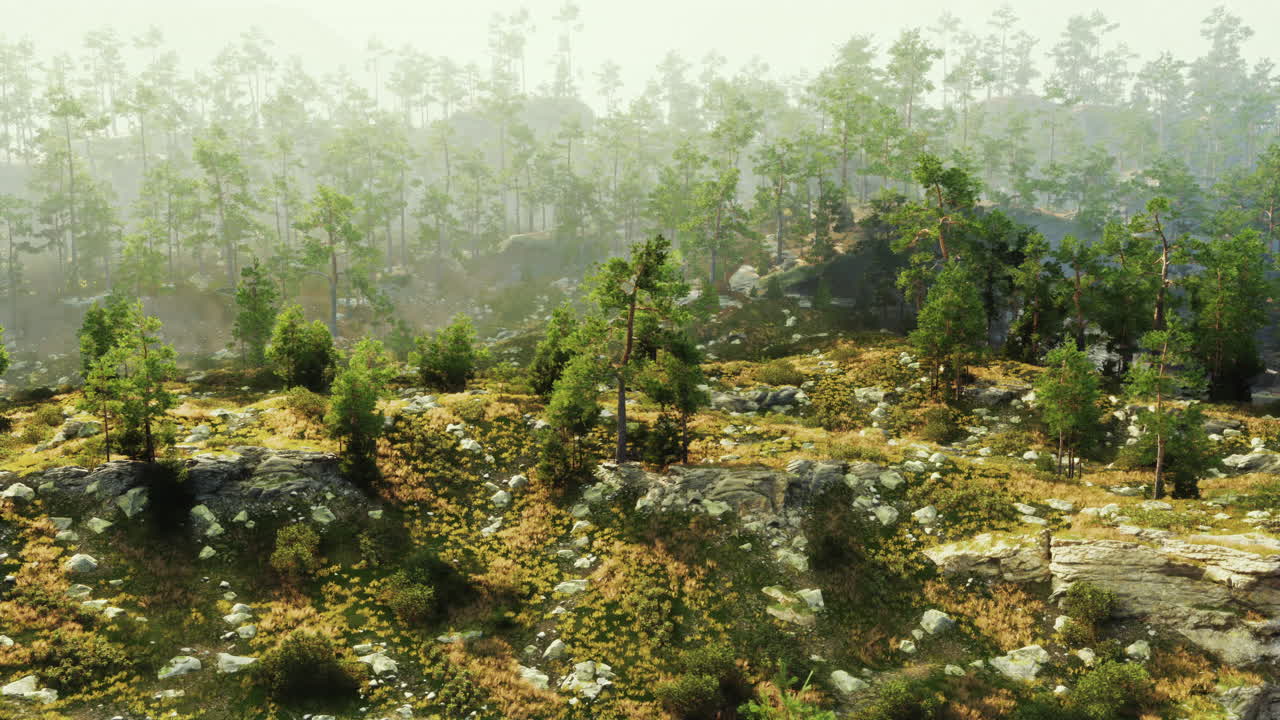 안개가 가득한 산림 풍경