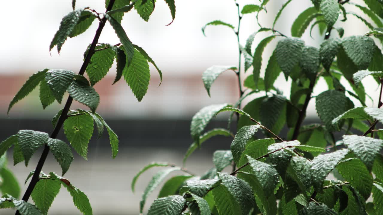 Heavy rain pelts leafy branches swaying softly in an urban backdrop