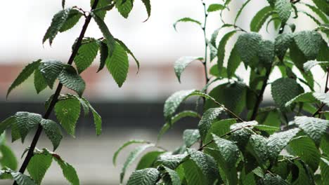 Heavy rain pelts leafy branches swaying softly in an urban backdrop