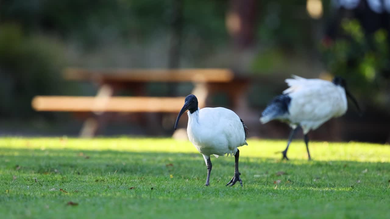 이비스 새 들 이 풀 위 에서 고 상호 작용 하고 있다