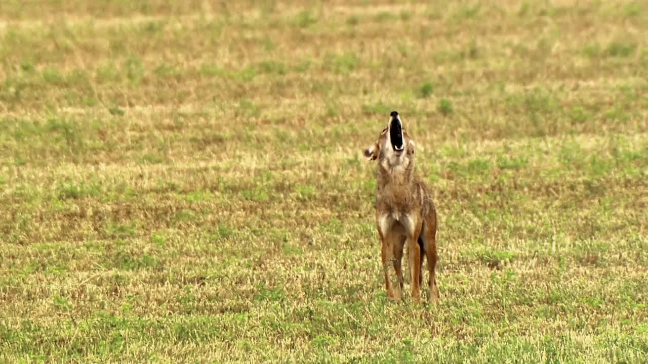 se muestra un coyote aullando en un campo en américa del norte
