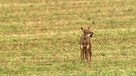 se muestra un coyote aullando en un campo en américa del norte