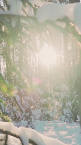 snowy winter forest scene