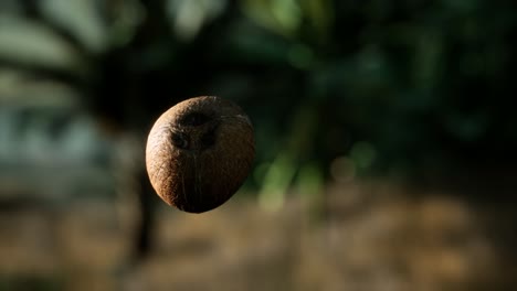 extreme slow motion falling coconut in jungle