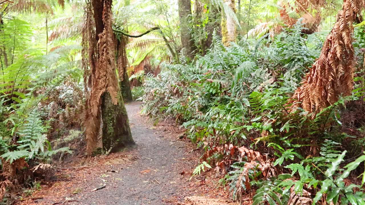울창 한 초록색 을 가진 경치 좋은 열대 우림 길