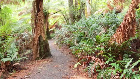 sendero panorámico de bosque tropical con exuberante vegetación