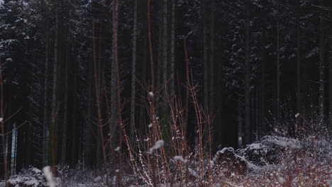 Pasando-A-Través-De-Arbustos-Desnudos-En-El-Bosque-Oscuro-Con-Bosques-De-Abetos-Densamente-Jóvenes-Durante-El-Invierno