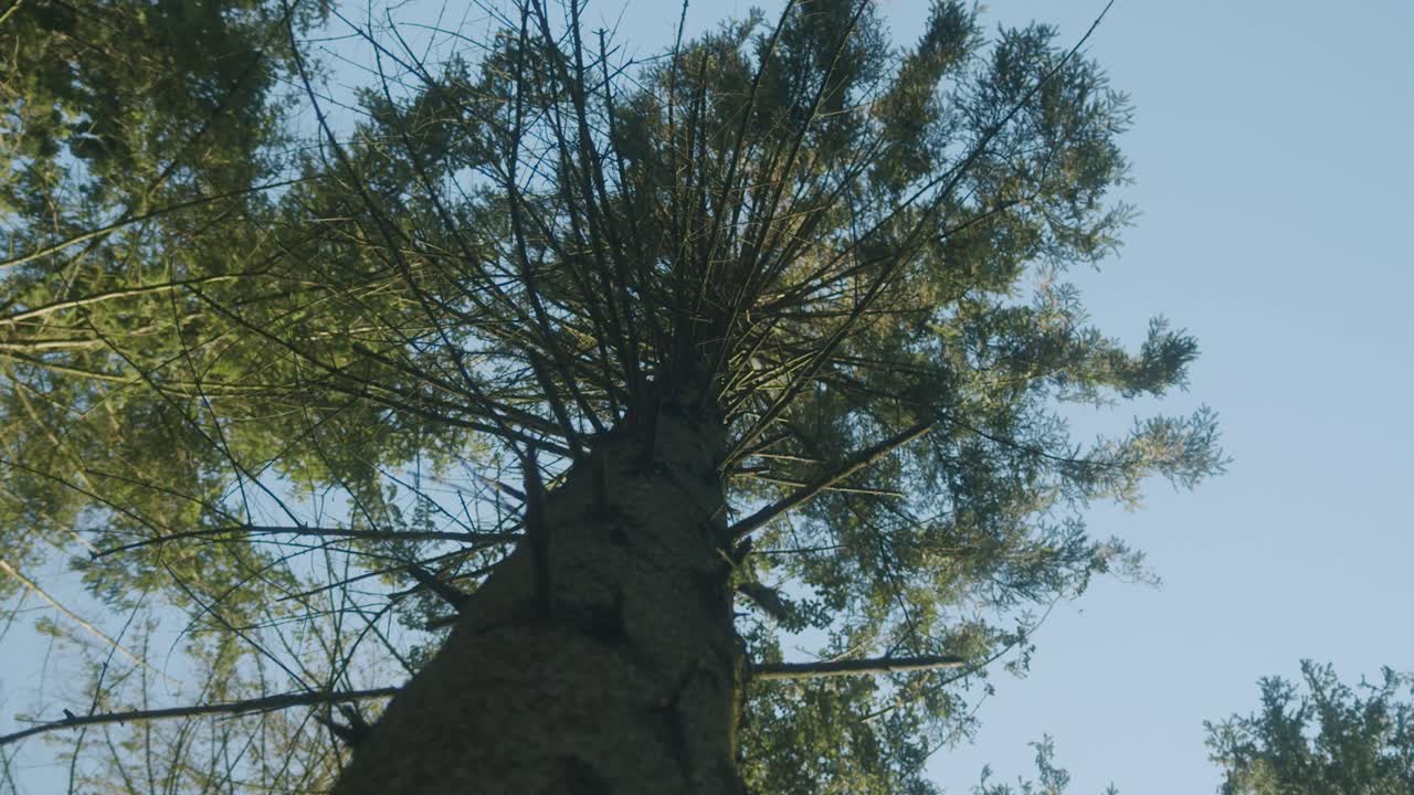 Looking up to the top of a tree in a german forest on a clear and sunny day with a bright blue sky and no people, Slow Motion