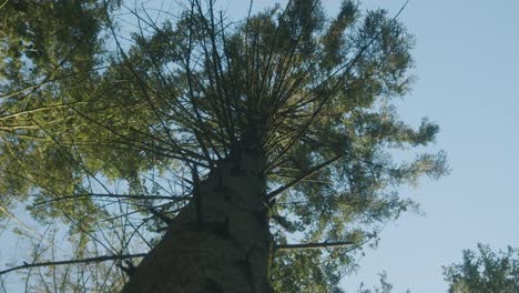 looking up to the top of a tree in a german forest on a clear and sunny day with a bright blue sky and no people, slow motion