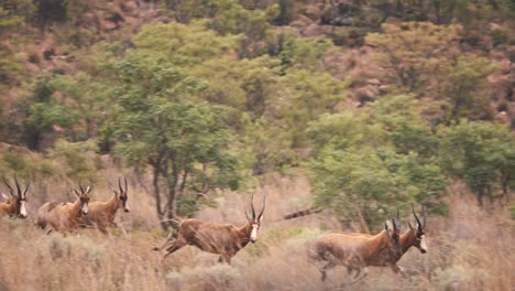 blesbuck antelope herd stampede on the run in african savannah