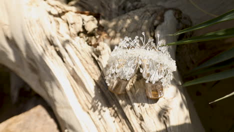 corona de novia de plata para la boda en un tronco de árbol - pan a la izquierda