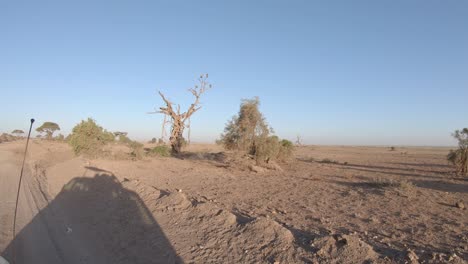 pájaros en un árbol, parque nacional de amboseli, kenia, safari africano