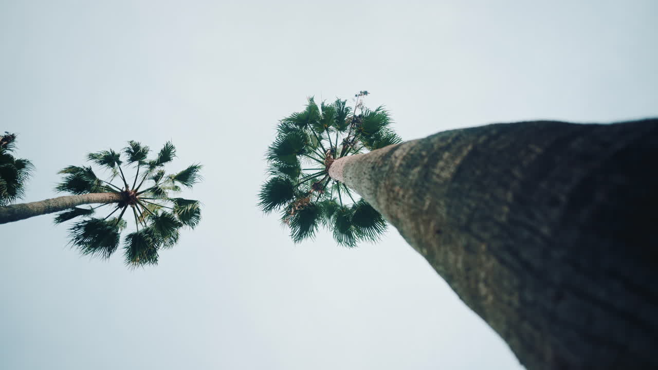 Upward view of tall palm trees against a bright sky, creating a relaxed tropical and travel-inspired mood