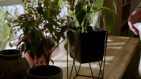 young guy watering the plants