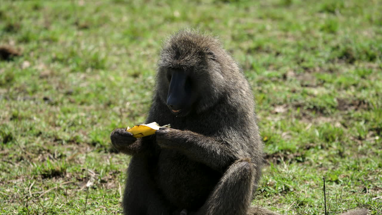 babuino sentado en pastizales usando sus manos diestramente para comer un plátano