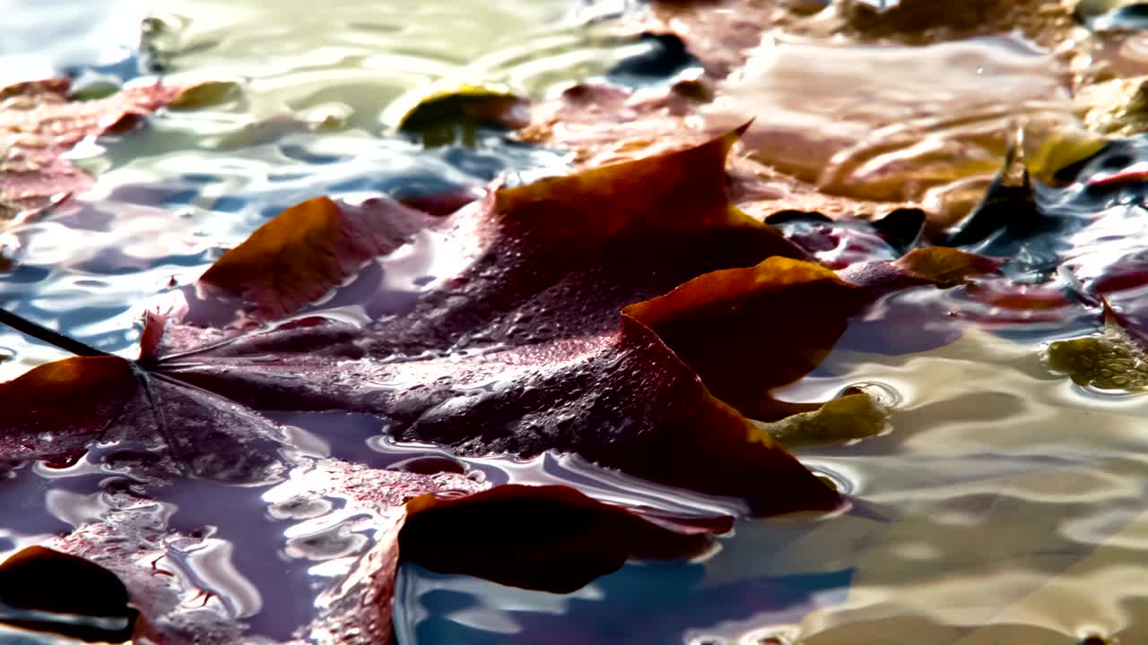 Gocce di Pioggia e Foglie Bagnate