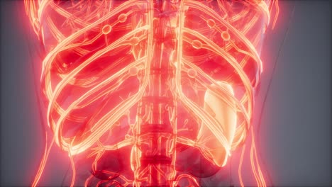 vasos sanguíneos del cuerpo humano